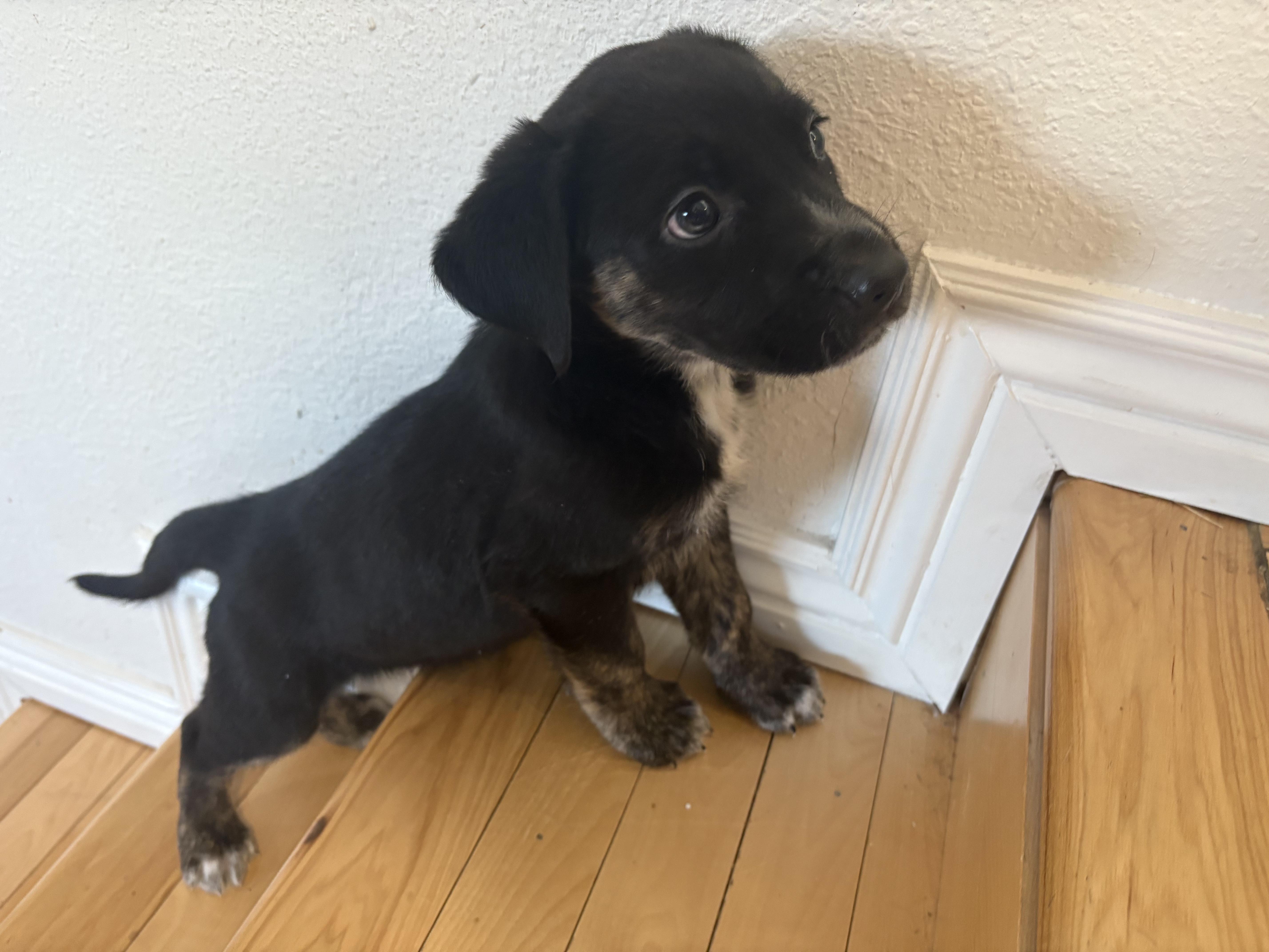 Enlarge Bean, a Adoptable mixed breed in Commerce City, CO image 4/6