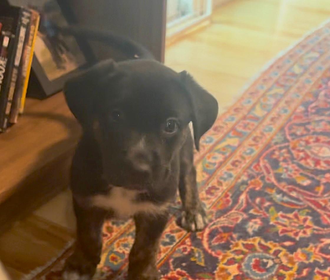 Enlarge Bean, a Adoptable mixed breed in Commerce City, CO image 2/6