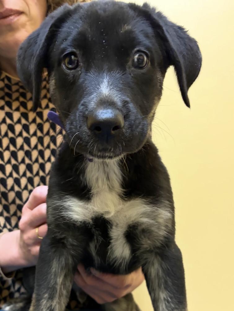 Bean, Adoptable, Puppy Male Shepherd & Husky.