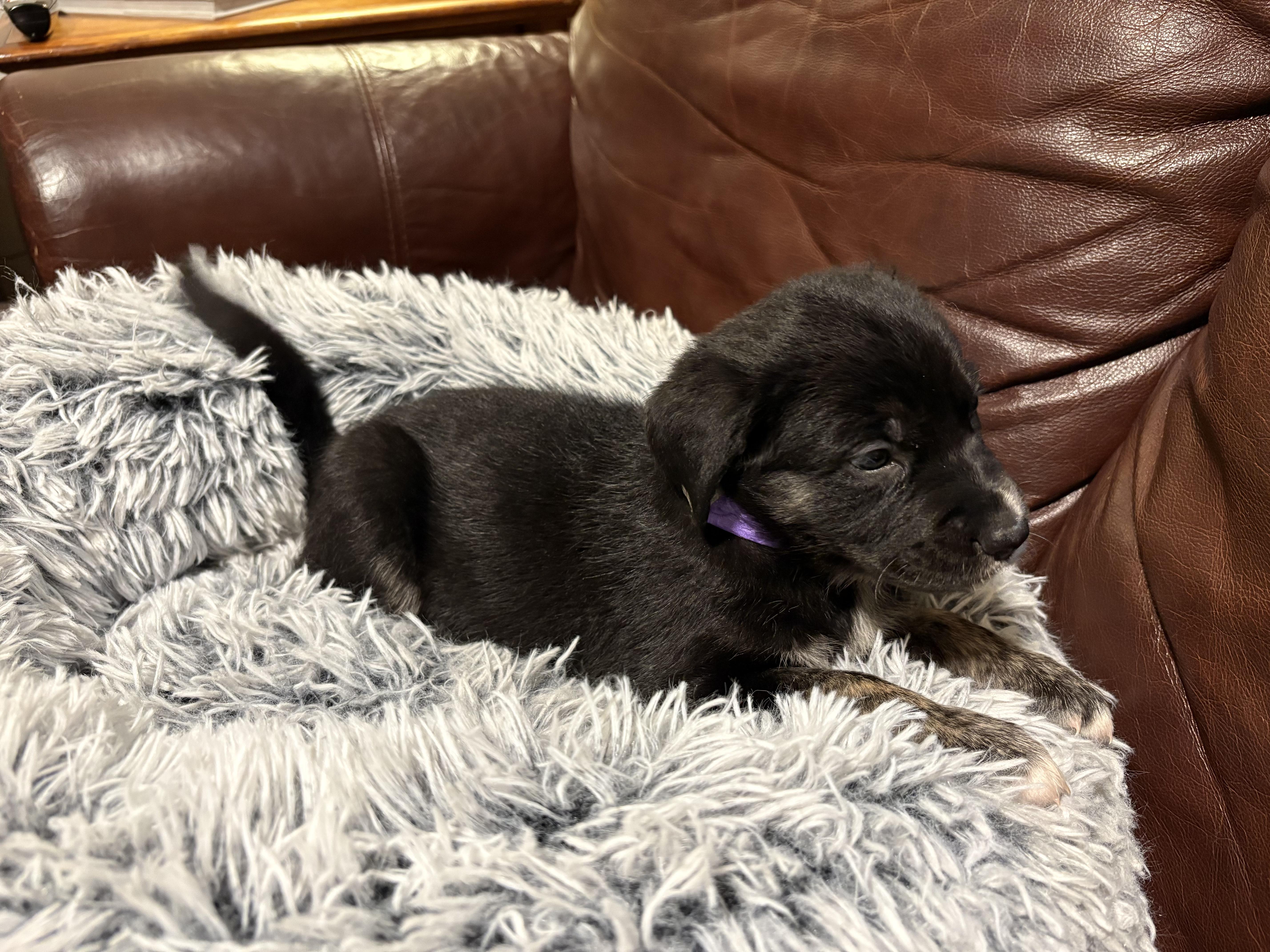 Enlarge Bean, a Adoptable mixed breed in Commerce City, CO image 5/6