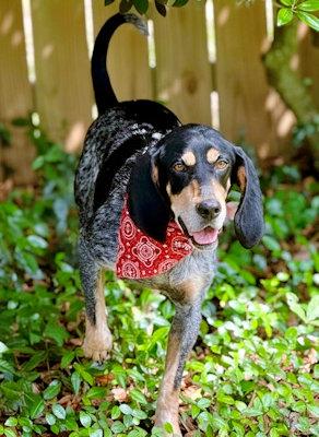 Enlarge Dylan (FL), a ADOPTABLE Bluetick Coonhound in Pensacola, FL image 2/5