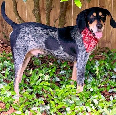 Enlarge Dylan (FL), a ADOPTABLE Bluetick Coonhound in Pensacola, FL image 3/5