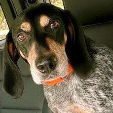 Dylan (FL), ADOPTABLE, Young Male Bluetick Coonhound.