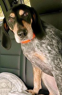 Enlarge Dylan (FL), a ADOPTABLE Bluetick Coonhound in Pensacola, FL image 5/5