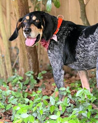Enlarge Dylan (FL), a ADOPTABLE Bluetick Coonhound in Pensacola, FL image 4/5