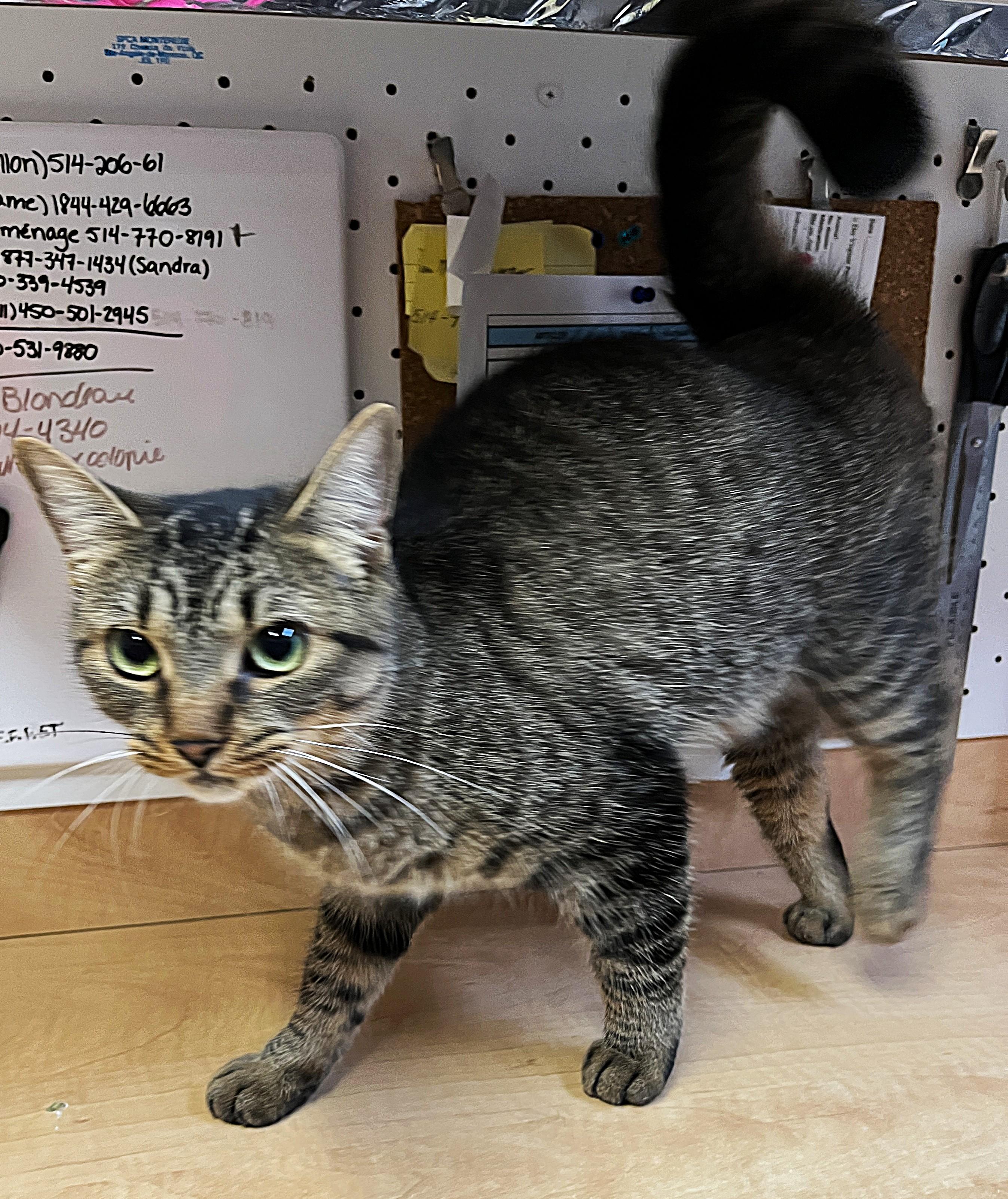 Enlarge CLARA (CR/SC), a Adoptable Domestic Short Hair in Sainte-Angele-de-Monnoir, QC image 5/6