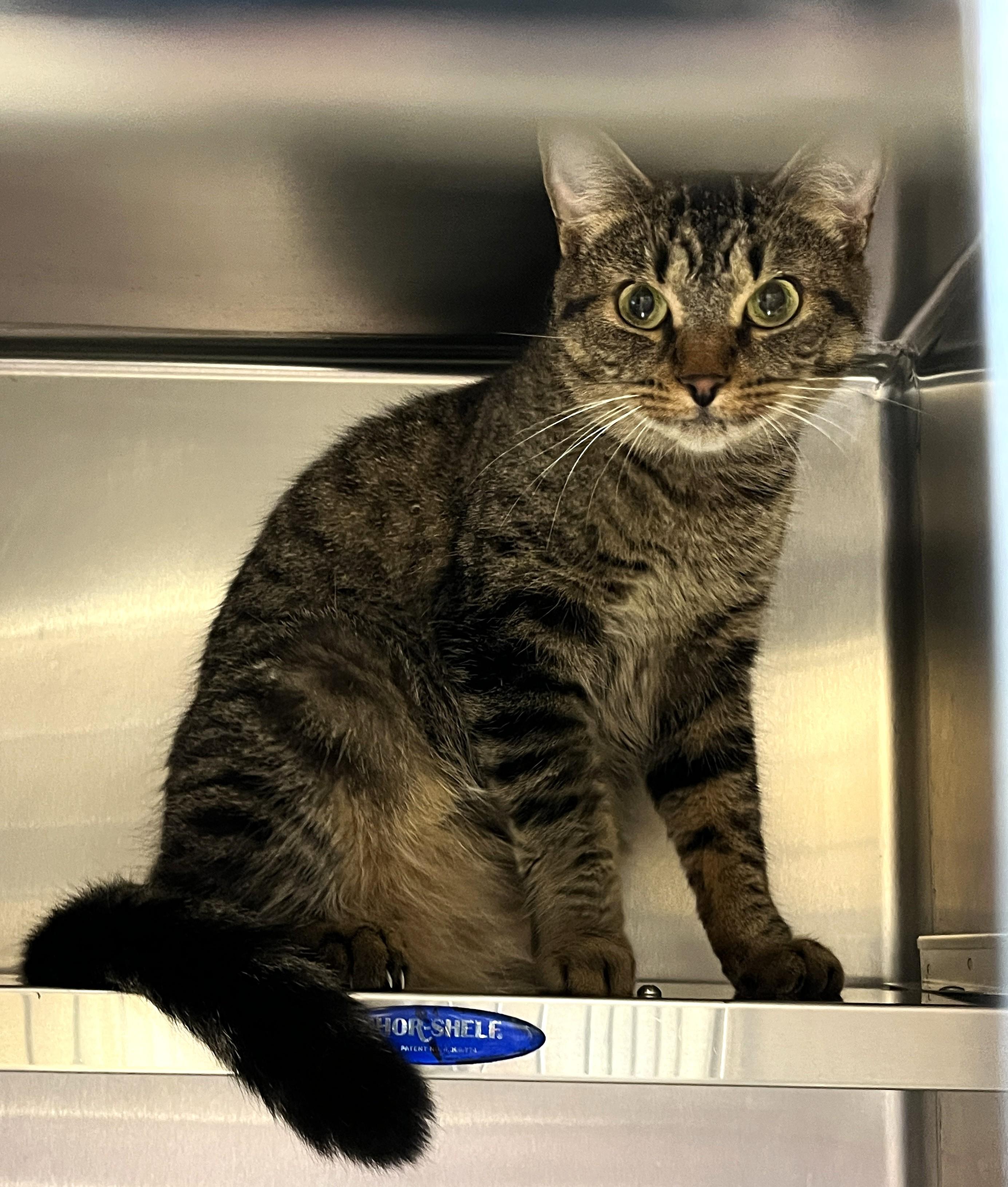 Enlarge CLARA (CR/SC), a Adoptable Domestic Short Hair in Sainte-Angele-de-Monnoir, QC image 4/6