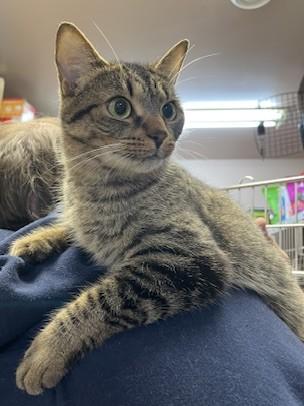 Enlarge CLARA (CR/SC), a Adoptable Domestic Short Hair in Sainte-Angele-de-Monnoir, QC image 3/6