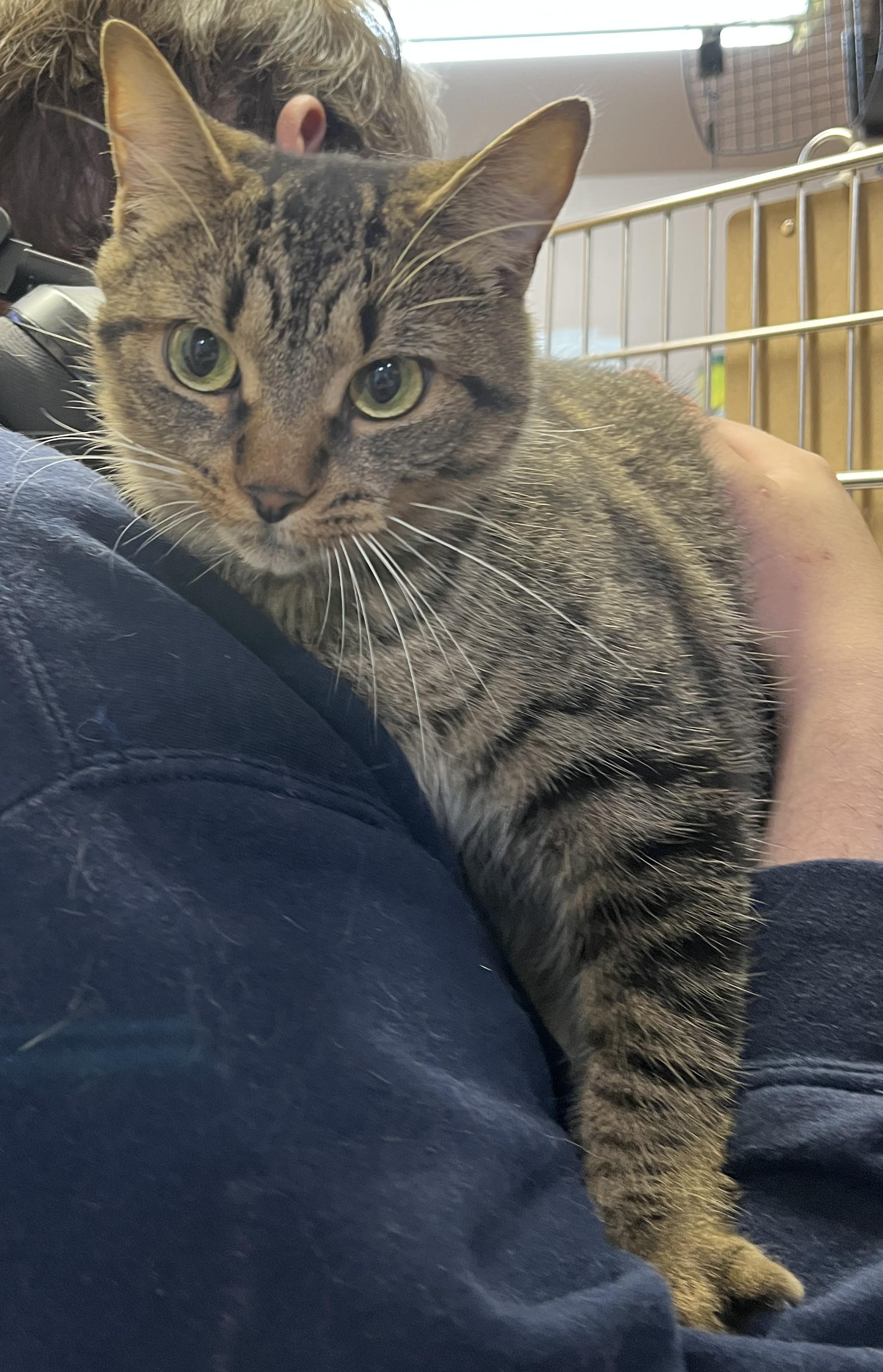 CLARA (CR/SC), Adoptable, Adult Female Domestic Short Hair.