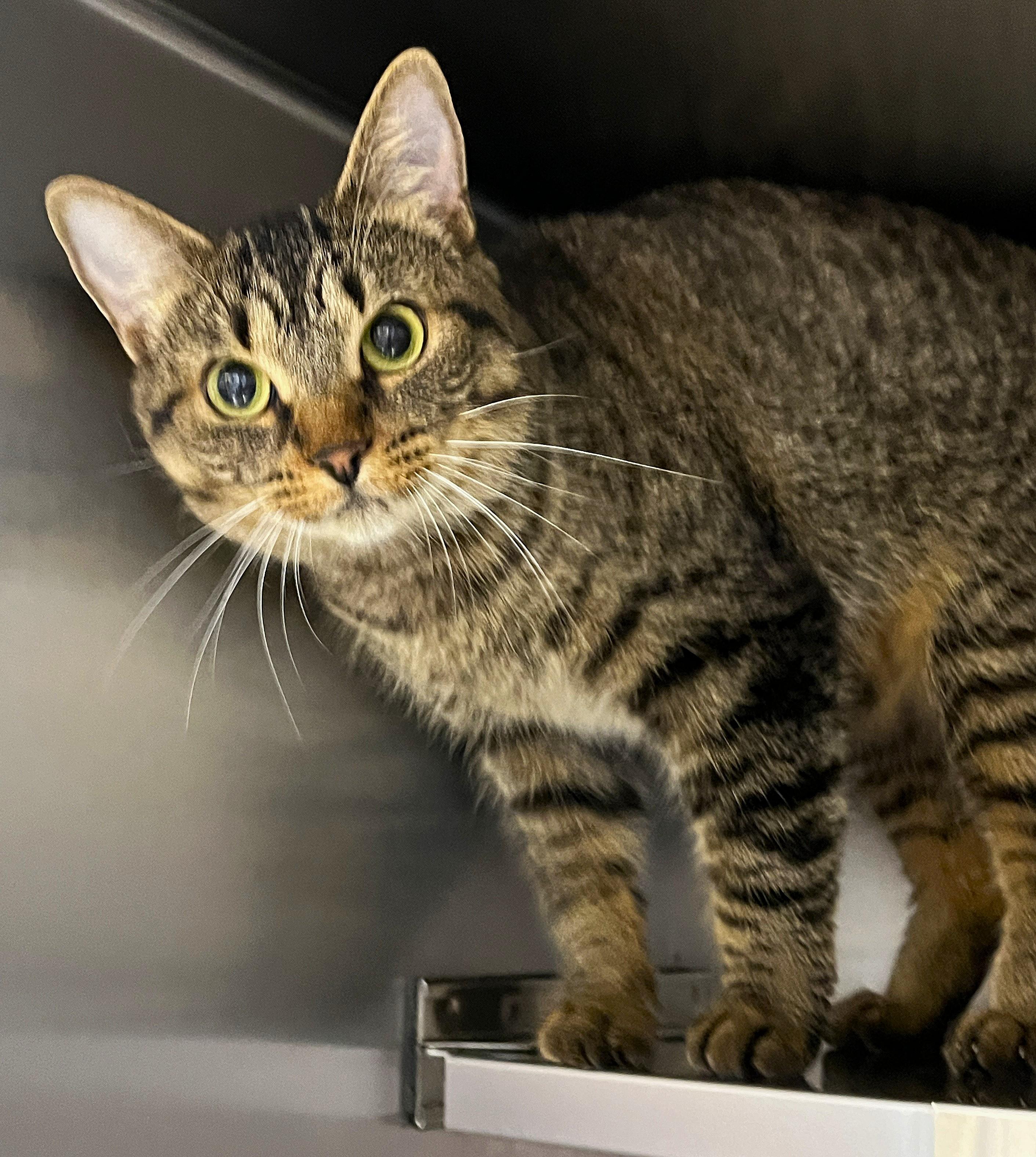 Enlarge CLARA (CR/SC), a Adoptable Domestic Short Hair in Sainte-Angele-de-Monnoir, QC image 2/6