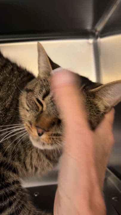 Enlarge CLARA (CR/SC), a Adoptable Domestic Short Hair in Sainte-Angele-de-Monnoir, QC video 6/6
