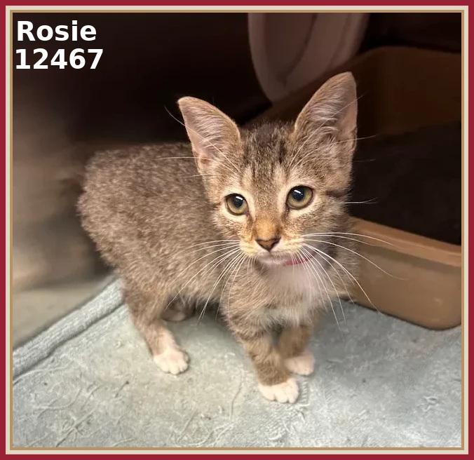 Rosie thumbnail 4