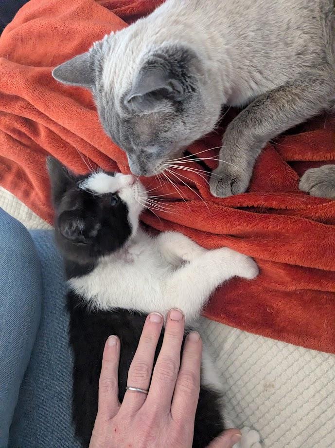 Enlarge Sy, a Adoptable Siamese in Xenia, OH image 5/6