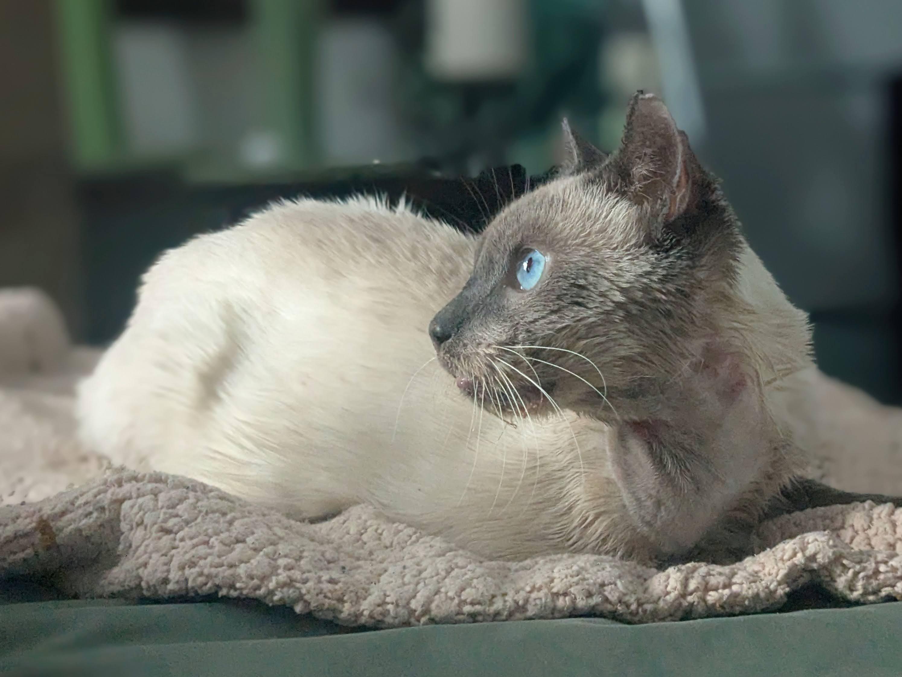 Enlarge Sy, a Adoptable Siamese in Xenia, OH image 4/6