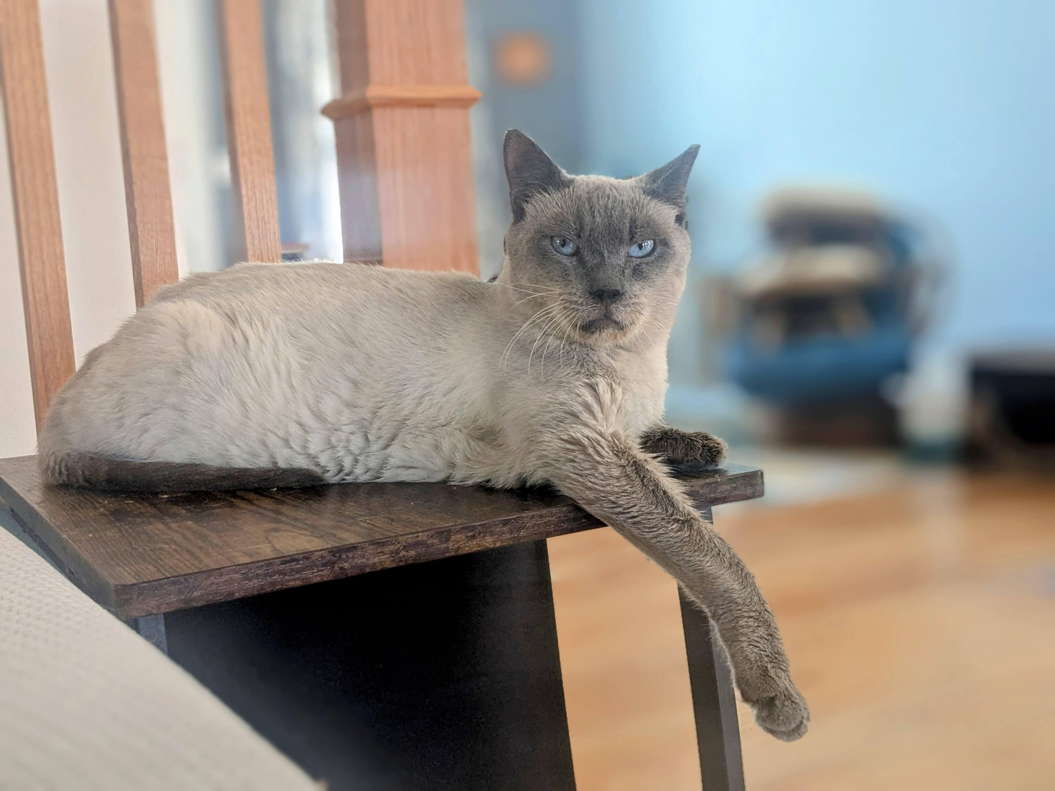 Enlarge Sy, a Adoptable Siamese in Xenia, OH image 3/6