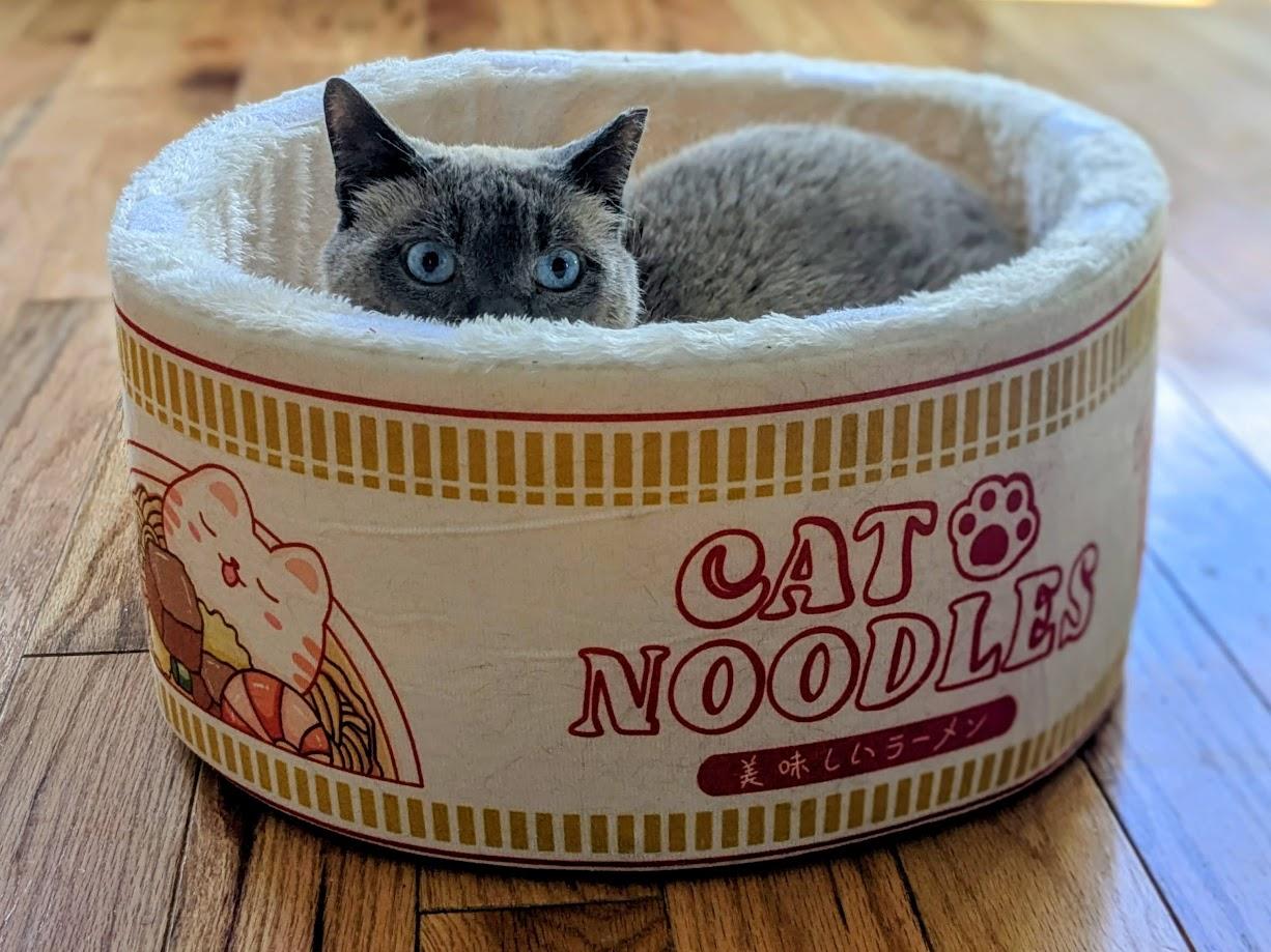 Sy, Adoptable, Adult Male Siamese.