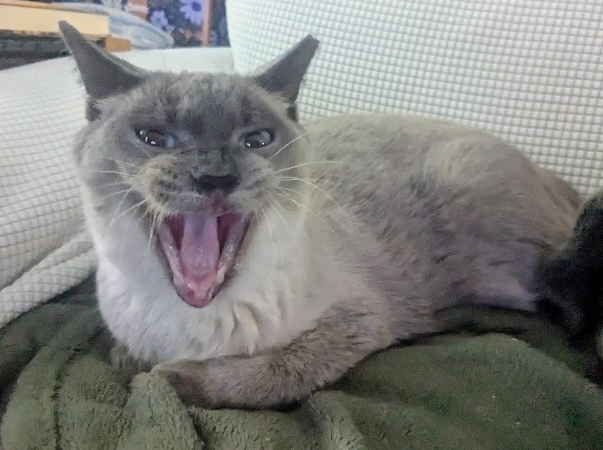 Enlarge Sy, a Adoptable Siamese in Xenia, OH image 2/6