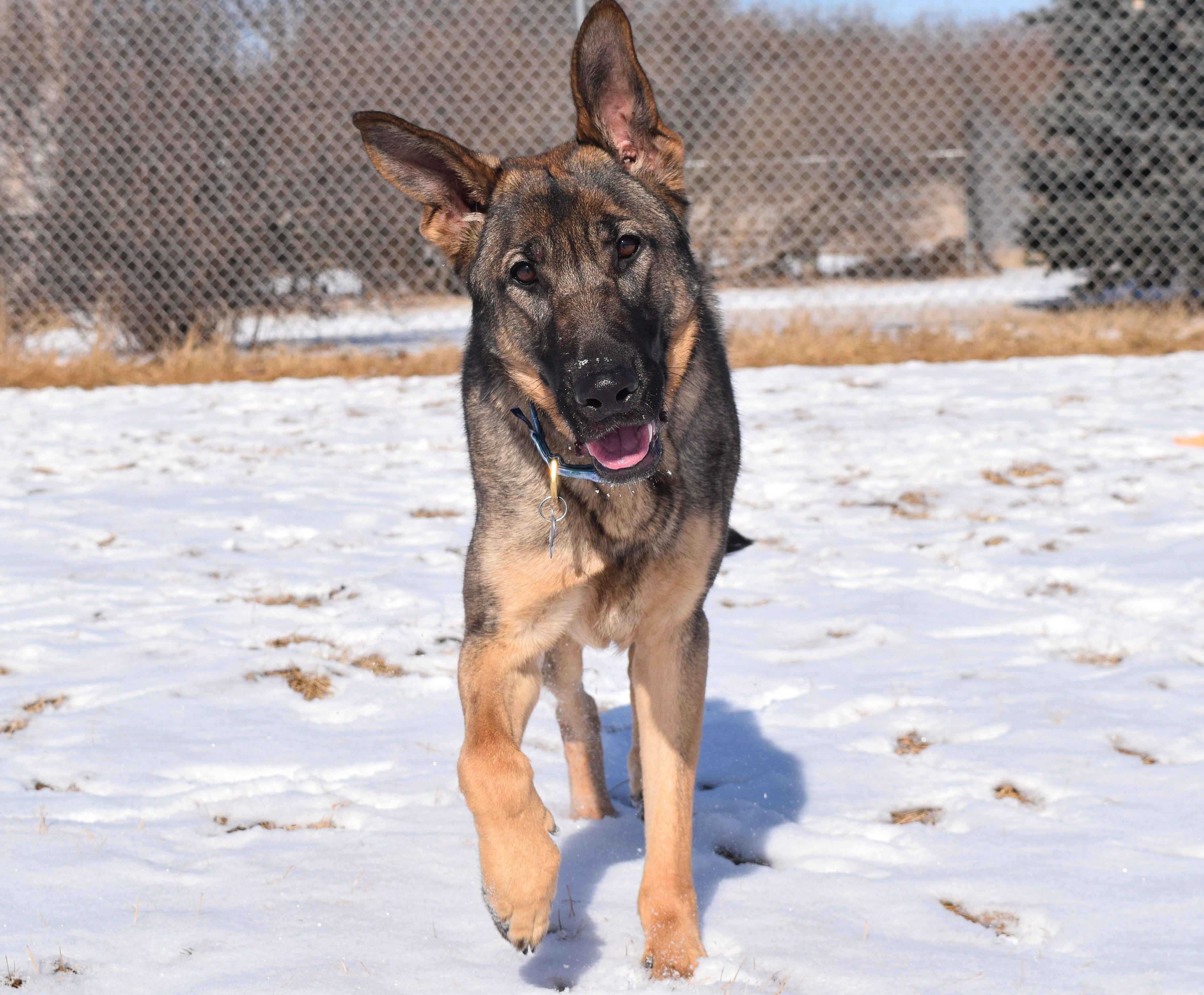 Enlarge Gale, a Adopted German Shepherd Dog in Pardeeville, WI image 2/5