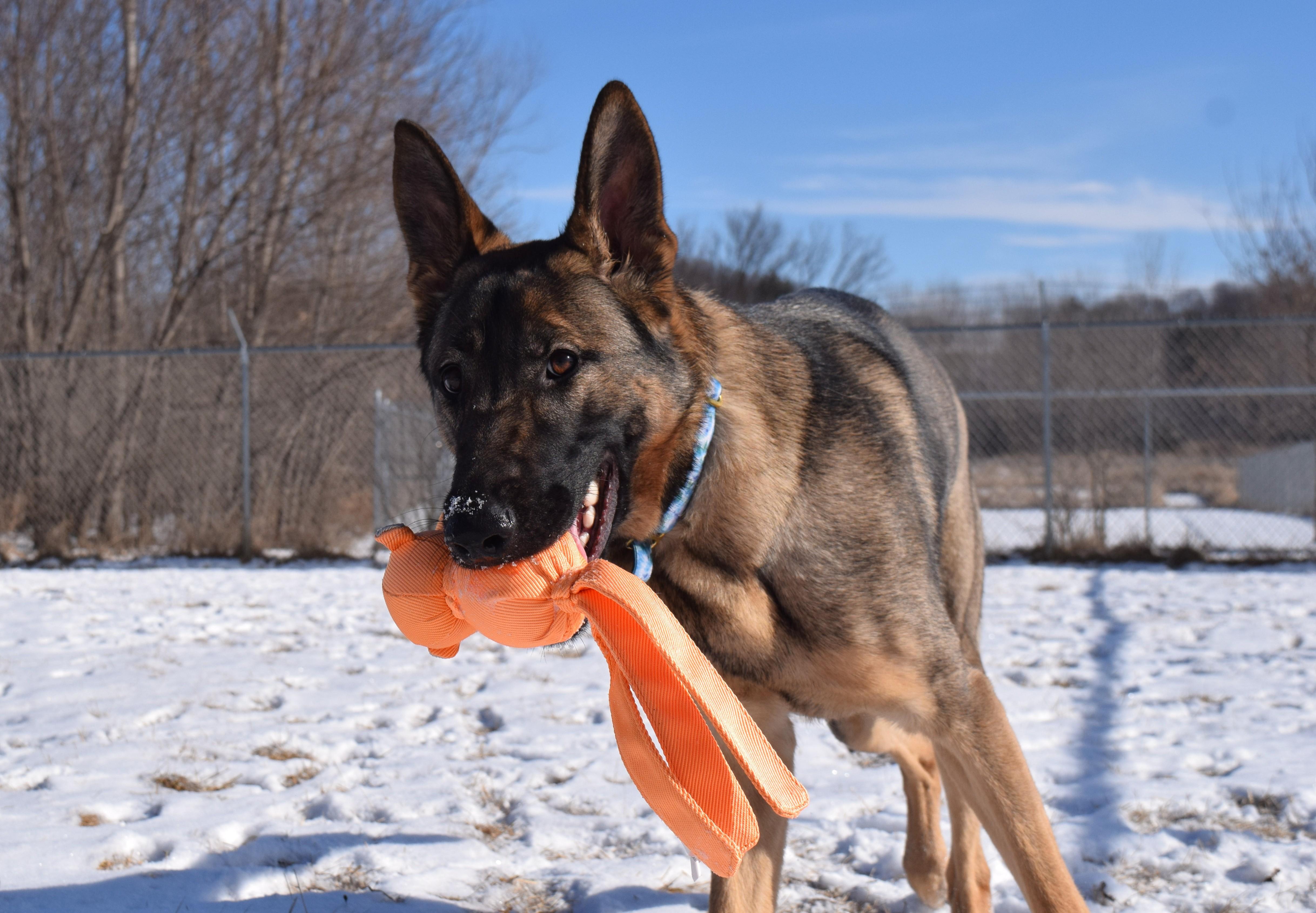 Enlarge Gale, a Adopted German Shepherd Dog in Pardeeville, WI image 3/5