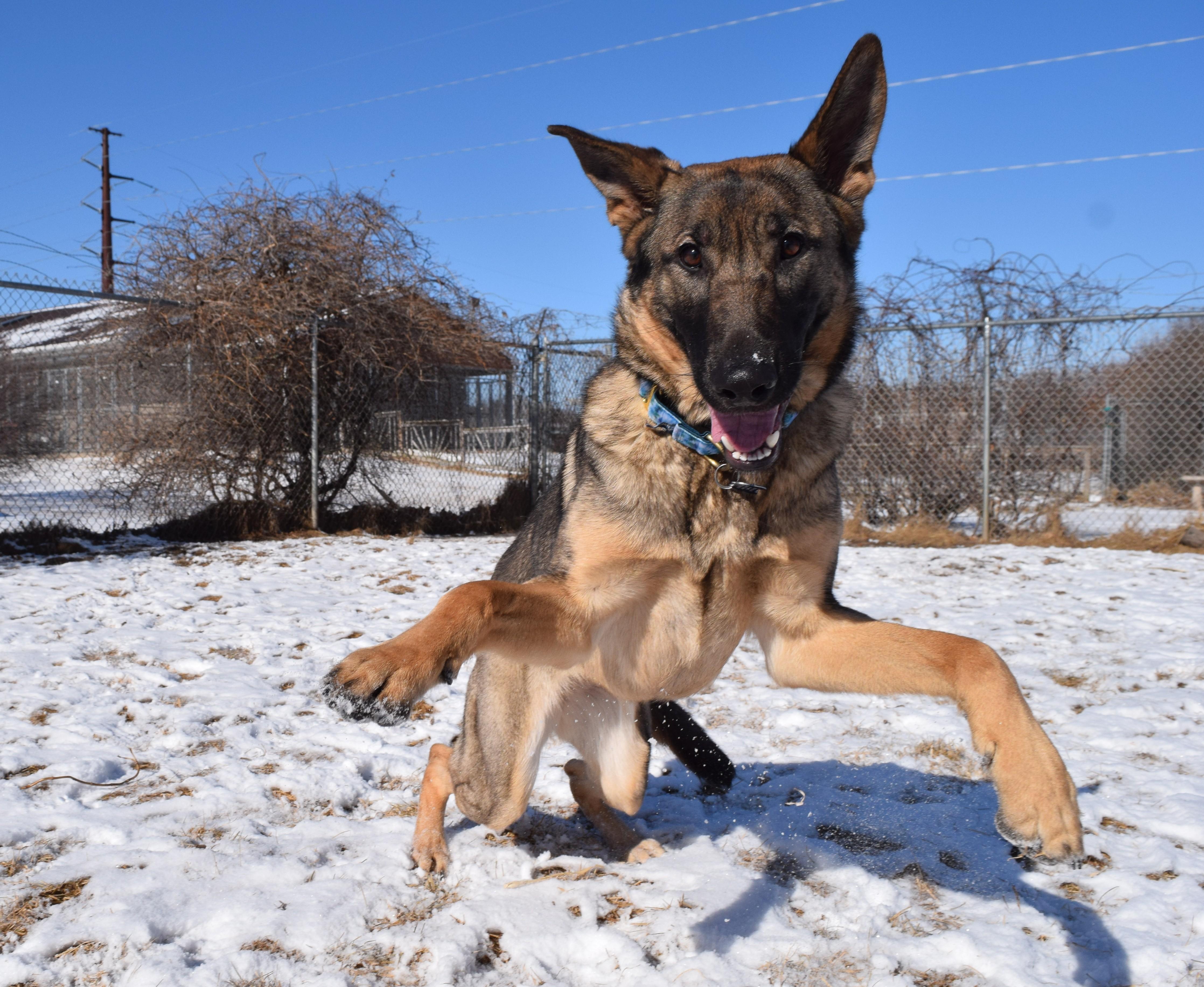 Gale, an adoptable German Shepherd Dog in Pardeeville, WI, 53954 | Photo Image 5