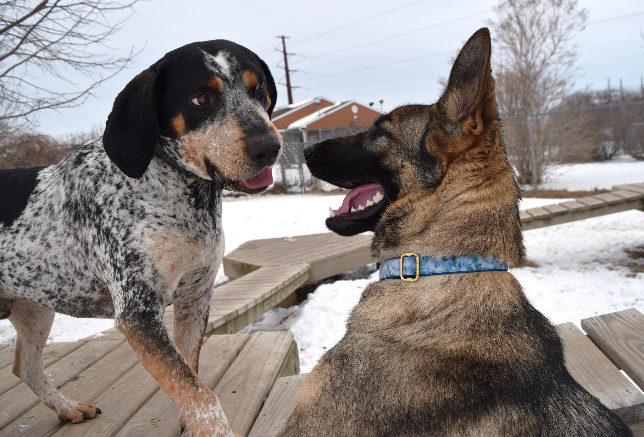 Gale, an adoptable German Shepherd Dog in Pardeeville, WI, 53954 | Photo Image 2