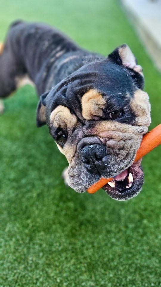 Bear, Adoptable, Young Male English Bulldog.