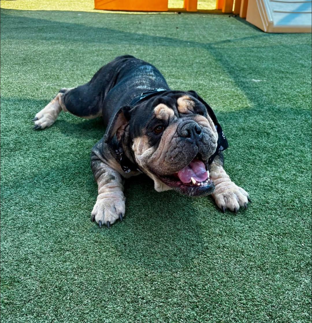 Bear, Adoptable, Young Male English Bulldog.