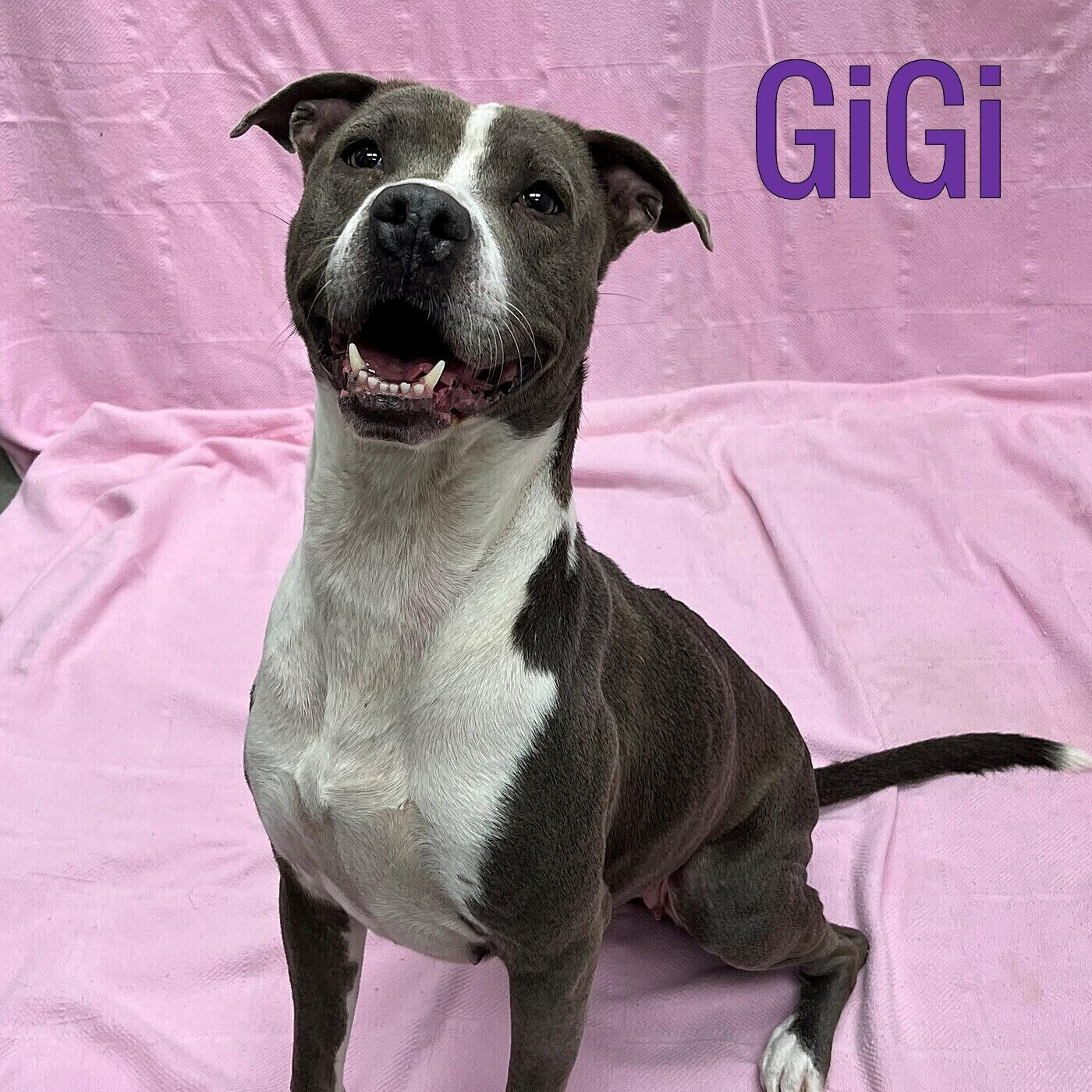 Gigi, Adoptable, Adult Female Pit Bull Terrier.