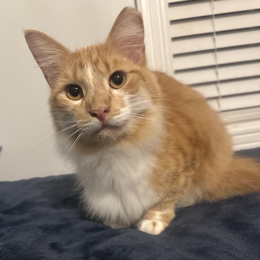 Enlarge Mufasa bonded to Scarlett, a Adoptable Domestic Long Hair in Monroe, MI image 3/3