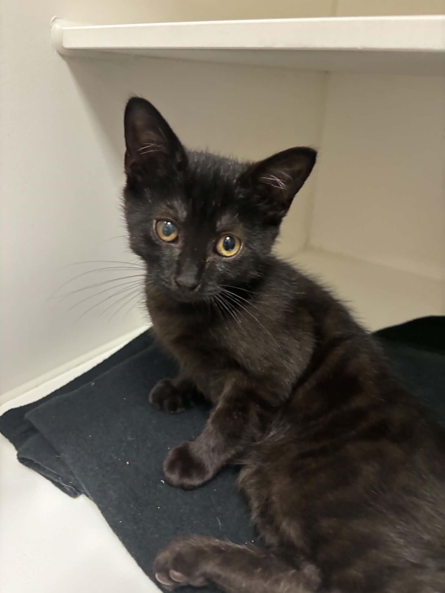 Umbra, ADOPTABLE, Kitten Female Domestic Short Hair.