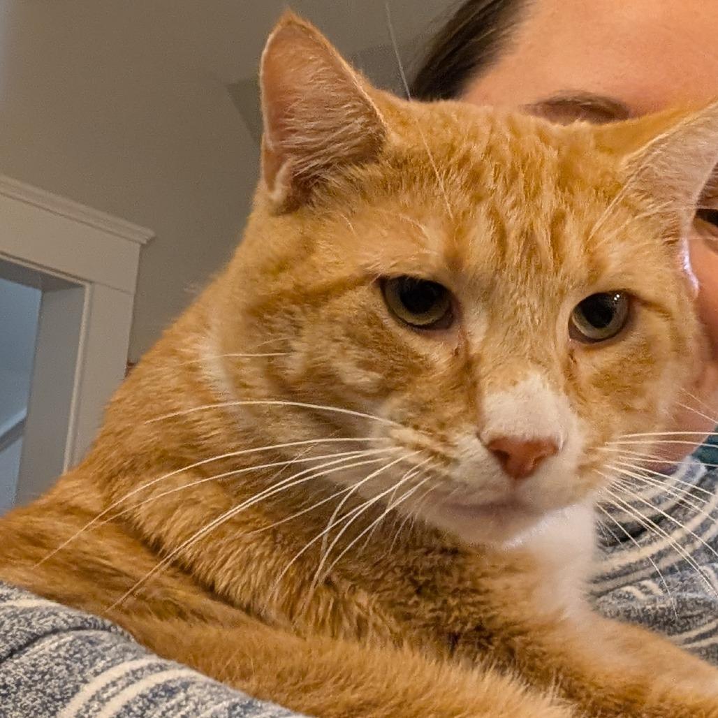 Lonestar, Adoptable, Adult Male Domestic Short Hair.