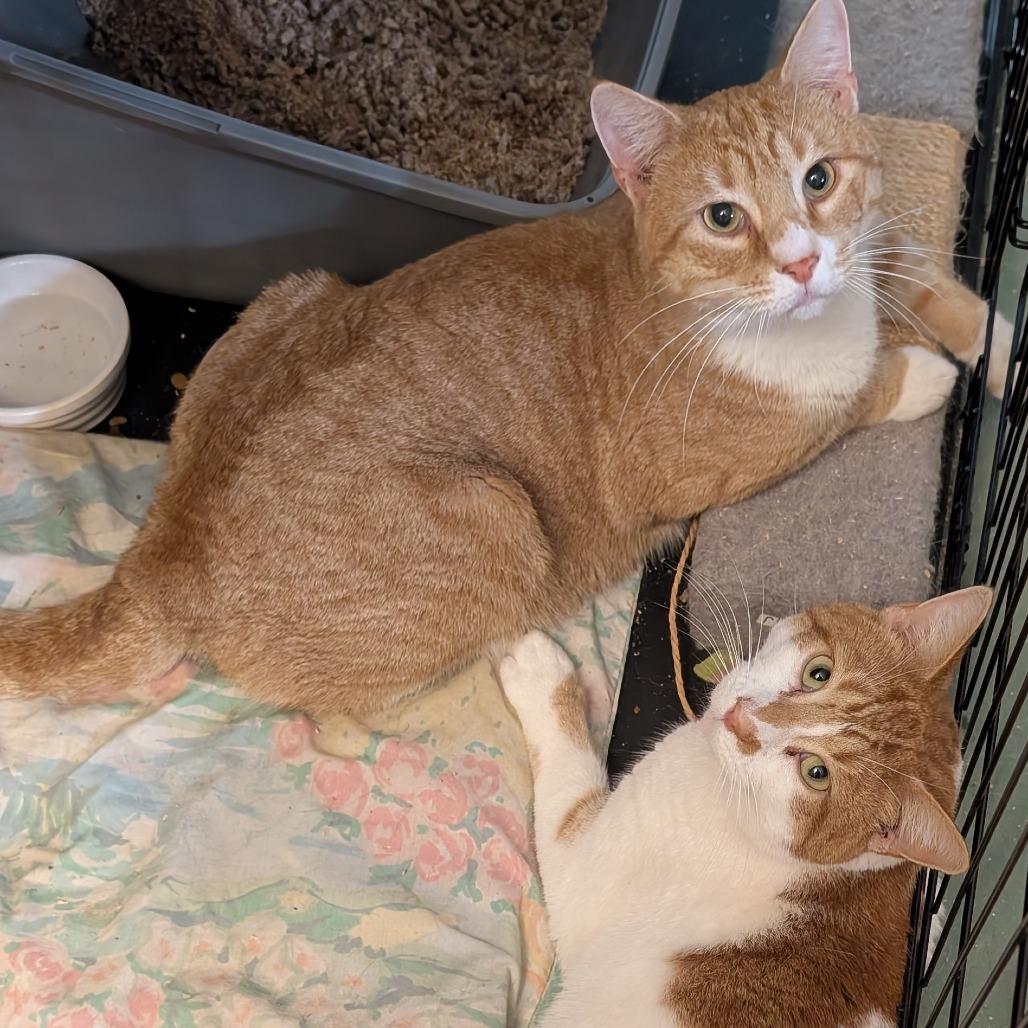 Enlarge Lonestar, a Adoptable Domestic Short Hair in Natick, MA image 2/3