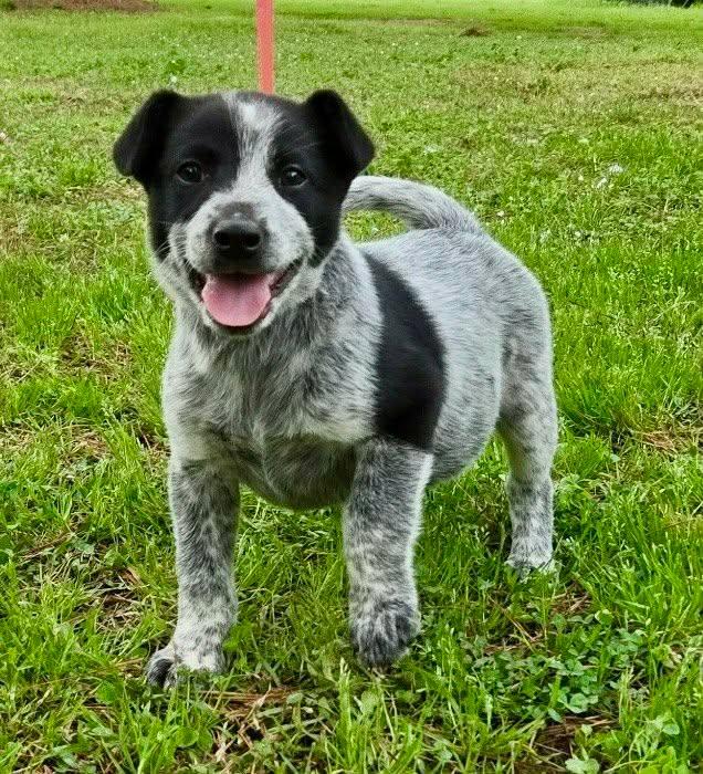 Toby, adopted, Puppy Male Dachshund & Australian Cattle Dog / Blue Heeler.