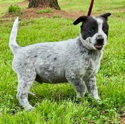 Enlarge Toby, an adopted mixed breed in Chepachet, RI image 5/5