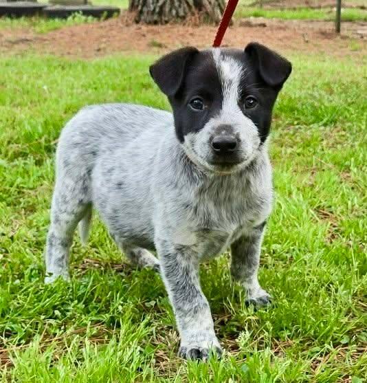 Enlarge Toby, an adopted mixed breed in Chepachet, RI image 4/5