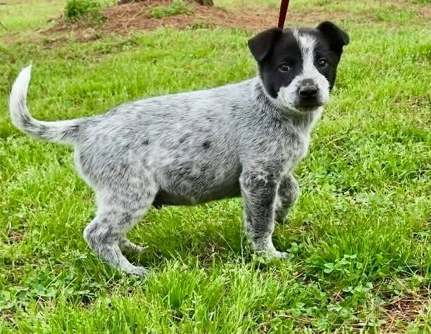 Enlarge Toby, an adopted mixed breed in Chepachet, RI image 3/5