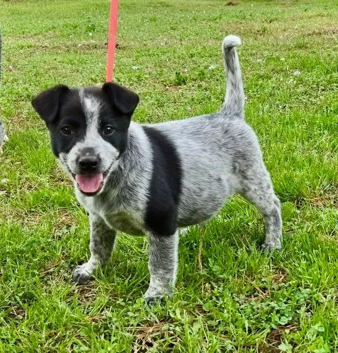 Enlarge Toby, an adopted mixed breed in Chepachet, RI image 2/5