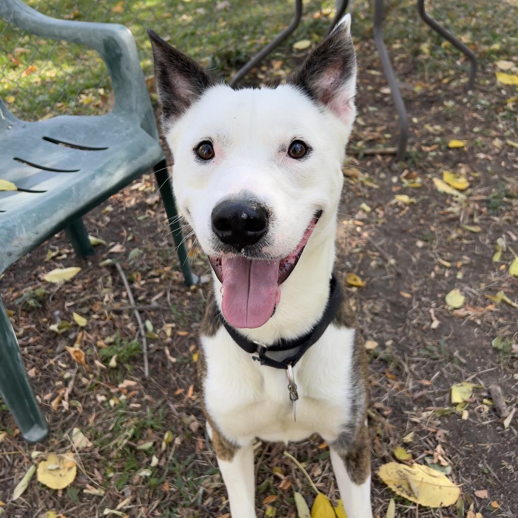 Koda, Adoptable, Adult Male Mixed Breed.