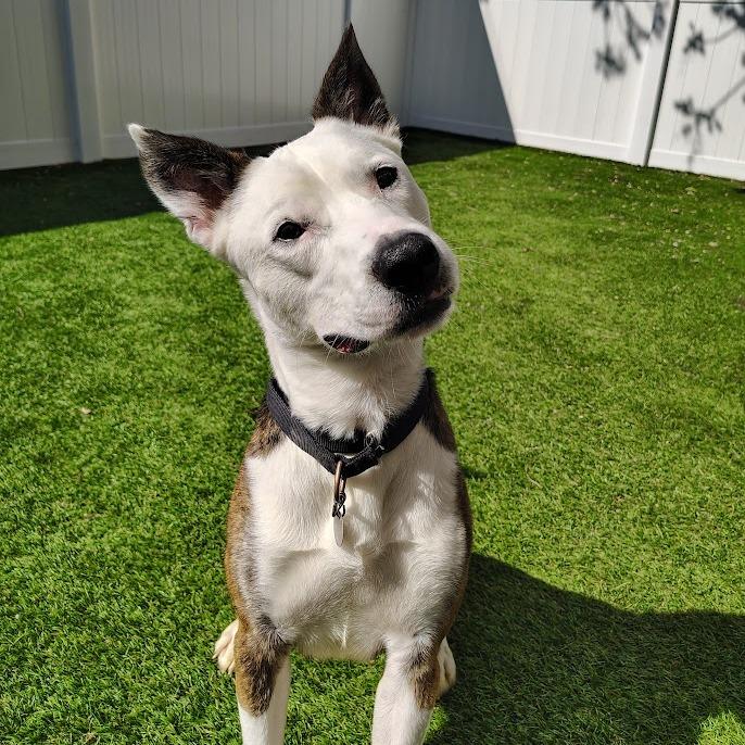 Koda, a Adoptable Mixed Breed in Oak Park, IL image 3/6