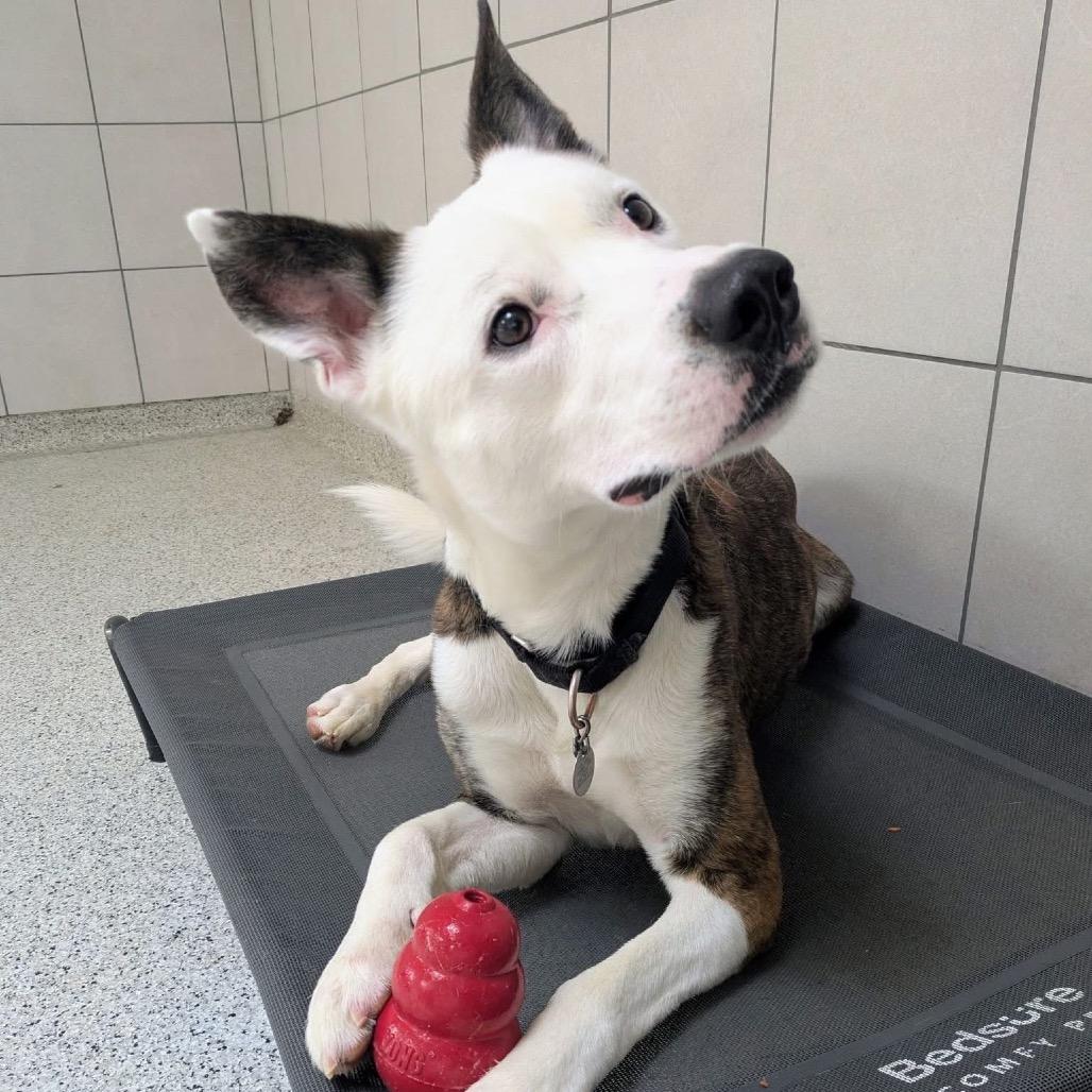 Enlarge Koda, a Adoptable Mixed Breed in Oak Park, IL image 3/6