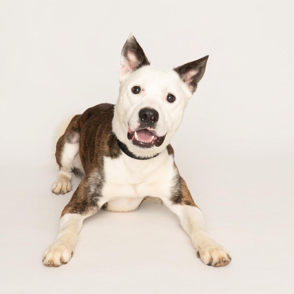 Enlarge Koda, a Adoptable Mixed Breed in Oak Park, IL image 3/5