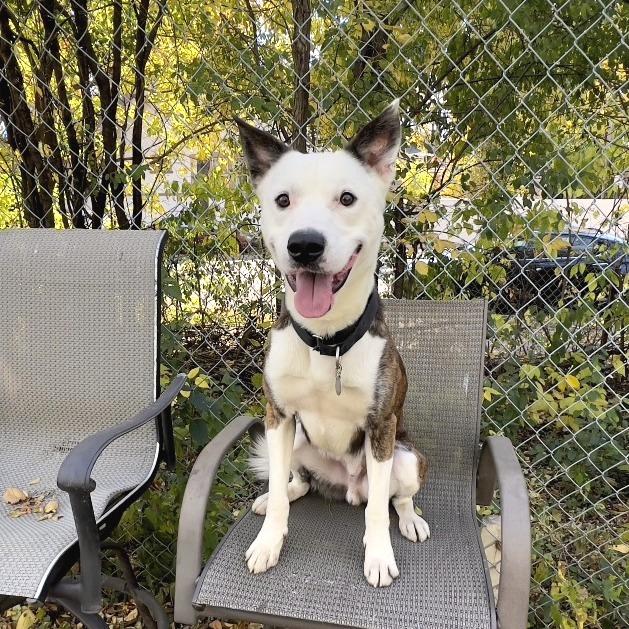 Enlarge Koda, a Adoptable Mixed Breed in Oak Park, IL image 5/5