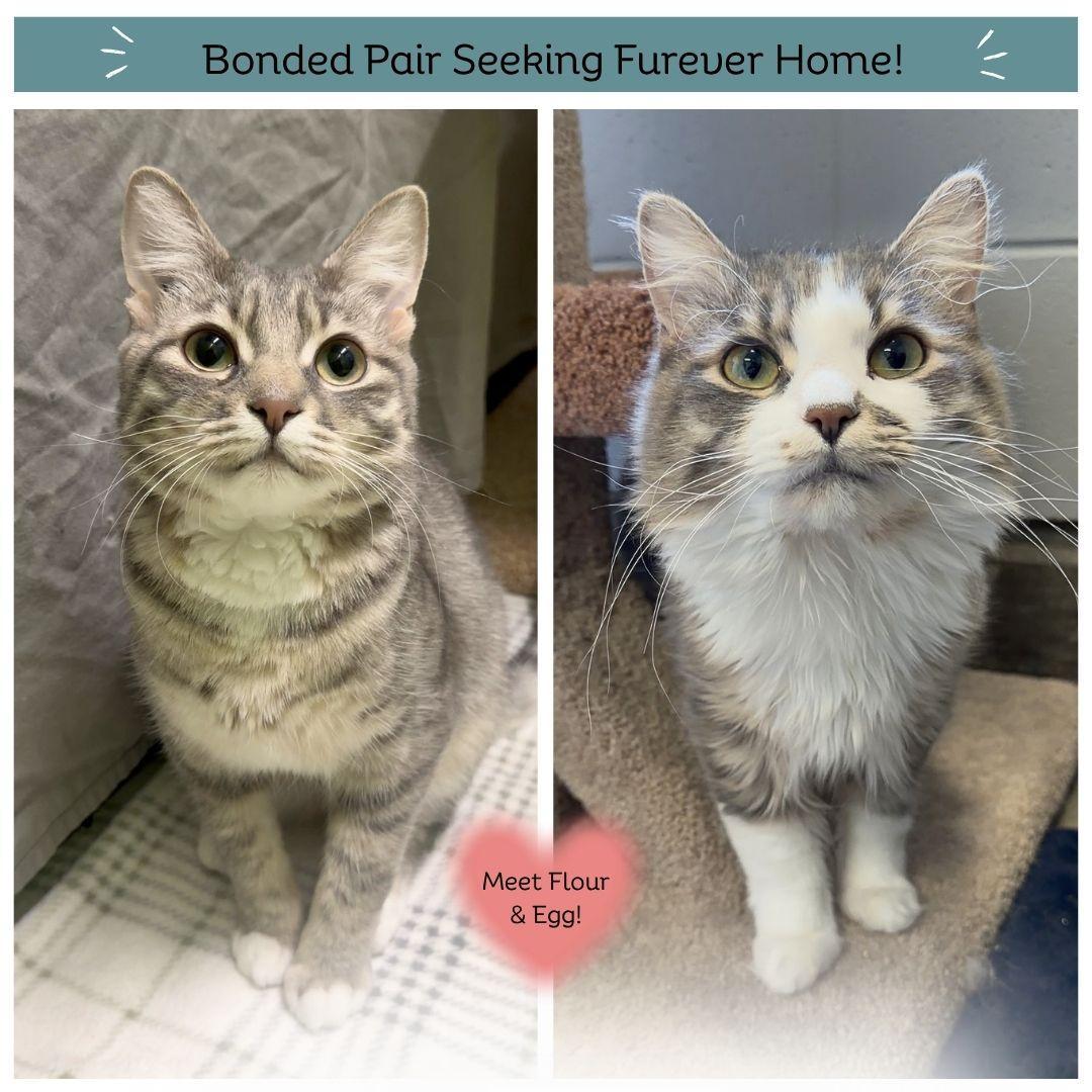 Egg & Flour, Adoptable, Young Male Domestic Short Hair.