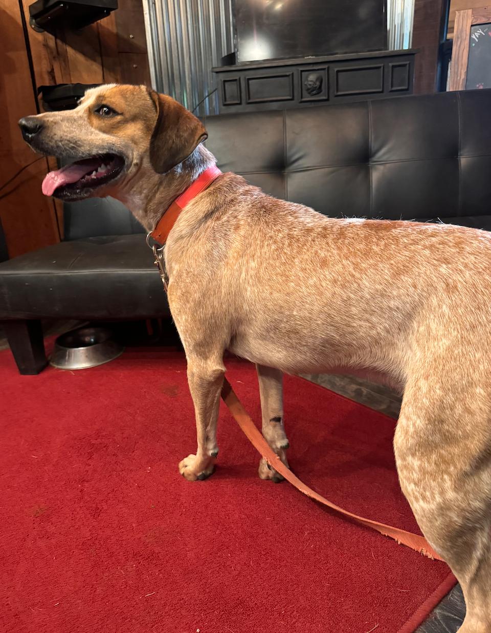 Enlarge Rusty, a Adoptable mixed breed in Stewart, TN image 4/4