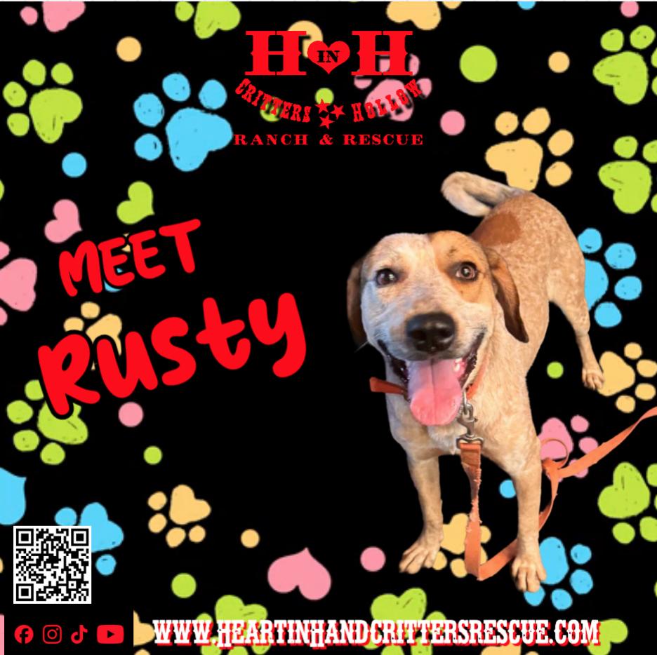 Rusty, Adoptable, Young Male Coonhound & Cattle Dog.