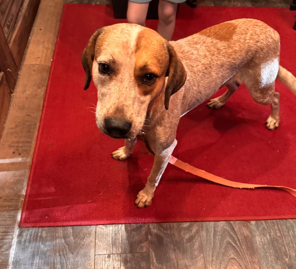 Enlarge Rusty, a Adoptable mixed breed in Stewart, TN image 2/4