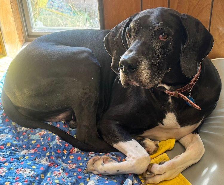 Memphis, an adopted Great Dane in Larkspur, CO image 1/3