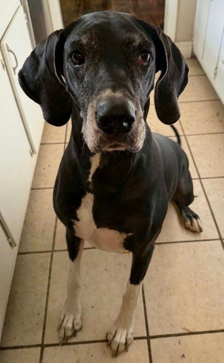 Memphis, an adopted Great Dane in Larkspur, CO image 2/3