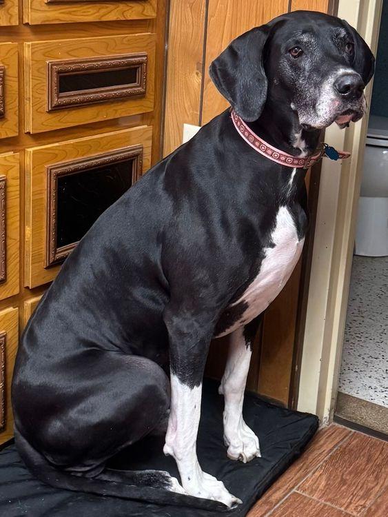 Memphis, an adopted Great Dane in Larkspur, CO image 3/3