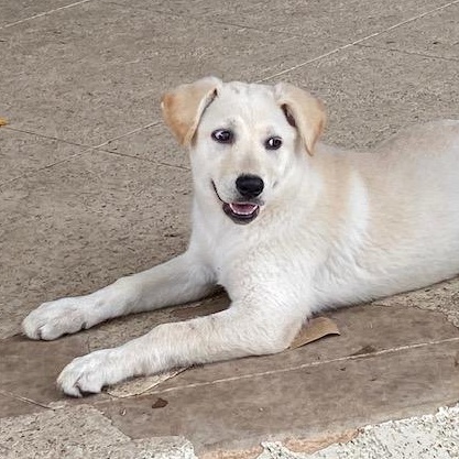 Leche, adopted, Puppy Male Labrador Retriever & Mixed Breed.